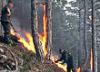 Лесные пожары в Алтайском крае локализованы