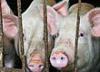 В двух районах Астраханской области выявлены очаги африканской чумы свиней