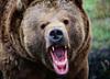 Житель Германии спас дочь из вольера с медведем
