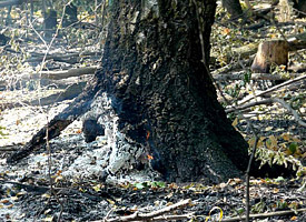 В лесах Тольятти продолжается вырубка поврежденных огнем деревьев