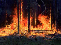 В Сибири растет площадь лесных пожаров