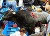 Во время корриды в Испании бык напал на зрителей