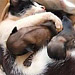 Аномальное явление в Грузии: кошка родила щенка