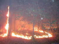 Сильнейший лесной пожар в пределах городского округа Тольятти