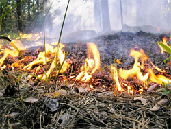 Выпивающие жители Тольятти становятся причиной лесных пожаров