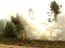 В Самарской области снова горел лес и трава
