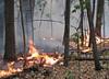 В Тольятти у санатория "Лесное" снова горел лес